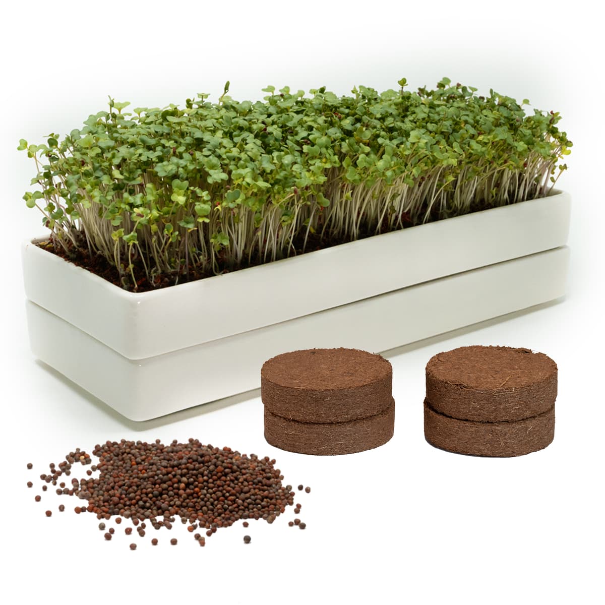 Mizuna ceramic microgreens growing system with fresh broccoli microgreens